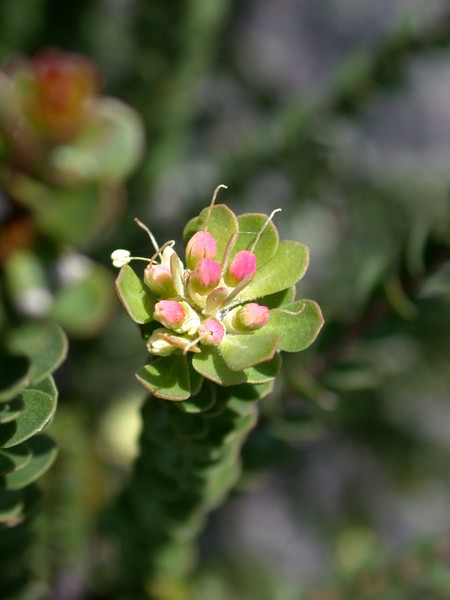 Wild Flower